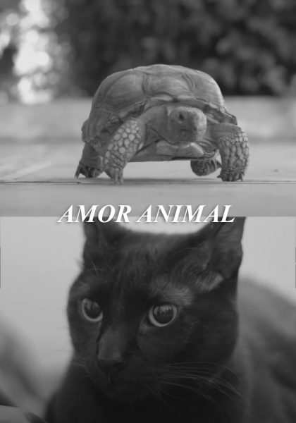 Amor animal