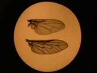La mosca y sus peligros La mosca y sus peligros